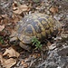 Freilebende Schildkröte im Wald unterhalb von Agia Triada