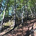 lauschig hoch im Wald ...