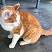 ... und das hübsche Röteli beim Naturfreundehaus (anlässlich einer letzten Hasenmattrunde haben wir die Katze beim Bergrestaurant Schauenburg gesichtet)