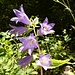 adrette Glockenblümchen