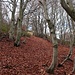 Endlich verlässt der Steig den Wald...