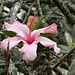 nach Besuch des Museo - eröffnet diese herrliche Blume den Gang durch den ...