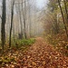 mystischer Herbstwald