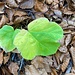 Herbstkontrast