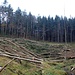 Forstarbeiten zur Beseitigung von Borkenkäferschäden<br />Die gefällten Bäume müssen per Seilkran aus dem unbefahrbaren Tal geborgen werden.