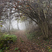 oberhalb dem Dorf Quinten...; steiler Aufstieg im Nebel