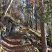 herrlicher Herbstwald