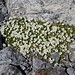 <b>Peverina dei ghiaioni (Cerastium uniflorum)</b>.<br />(Céraiste uniflore - Einblütiges Hornkraut)