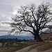 Mächtiger Ahornbaum bei La Languetine