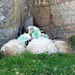 diese wolligen Schafe suchen Schutz vor der Hitze