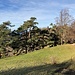 auf Windboden