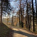 sonnnig durchfluteter Wald nach dem Start ab der Hulftegg