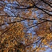 Hochblick durch den Herbstwald