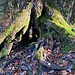 "durchsichtiges" Wurzelwerk