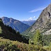 Blaubeersträucher über dem Verpeiltal