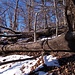 Alberi collassati