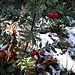 Pungitopo (Ruscus aculeatus)