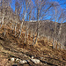 Winterlicher Birkenwald