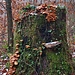 Im Wald