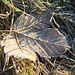 Unter dem Kaltenberg ist es logischerweise frisch: Bereiftes Blatt