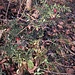 Ruscus aculeatus L.<br />Asparagaceae<br /><br />Ruscolo pungitopo <br /> Petit houx, Fragon piquant <br />Mäusedorn