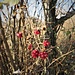 Rubus idaeus L.<br />Rosacea<br /><br />Lampone <br /> Framboisier <br />Himbeere