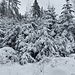 Durch den schönen Winterwald