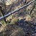 Giunti sulla costa che segna l'ingresso nel vallone del Rio Prejogn, abbandoniamo il sentiero H20 e prendiamo la strada vicinale, abbandonata, che scendeva all'Alpe Prejogn prima di arrivare all'Alpe Panin. L'attuale percorso escursionistico permette di evitare una perdita di quota di circa 50 m, sacrificando la visita all'alpeggio.