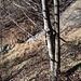 Un vecchio sentiero, non segnalato, scende a tornanti verso il Rio Vallè, a sud ovest dell'Alpe Panin