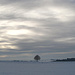 "Mein" besonderer einsamer Baum - jetzt im Schnee