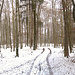 Wege Winter Wald