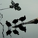 Drei Enten im See. Beziehungsweise Blässhühner - danke Martin! Die Blässe ist bei dem Freund rechts ja auch gut zu sehen.