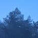 Ein kleiner Wald im Eiskristall