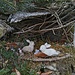 Diese kleinen «Hasen-Nester» (es hat mehrere) im vorderen Hagsbachgraben erfreuen mich jedesmal, wenn ich dort vorbeikomme.