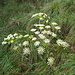 Lägernflora: Hirschwurz [Peucedanum cervaria].