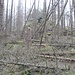 Ein Stück weiter ist die Henneklippe im Wald versteckt. Durch die vielen im Sturm umgestürzten Bäume ist der Gang dorthin recht beschwerlich.