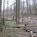 Hier auf dem Mittelberg haben Waldarbeiter zwar einige gefallene Bäume aufgeräumt, aber sie haben den Wanderweg als Lagerplatz für zugesägte Baumstücke requiriert, weshalb ich im Wald daneben gehen musste.