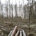 Seitlich des Weges wird ein namenloser Felsen sichtbar. Da muss ich hin!