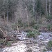 Der breite Weg endet an diesem Wildwuchs. Ich wusste aber von der Karte, dass dahinter ein schmaler Pfad weitergehen sollte.