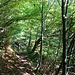 dann folgt ein kurzes Waldstück