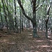 ...führt dann aber in den Wald hinein.