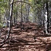 Wald auch beim Aufstieg zur Cima Tondone.