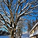 Auch ein kahler Baum kann glänzen