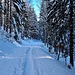 Viel Wald erwartet uns