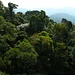 Forêt du PN de Tijuca (Rio)