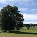 Auf dem Weg zu P.1145. 