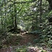 Auf dem Weg zu P.1145. 