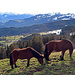 noch mehr Pferde auf den Alp Klosmeren