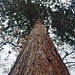 Die Wüstenroter Wellingtonien sind mit fast 45 Metern Höhe und bis 165 Zentimetern Durchmesser die höchsten und dicksten Bäume im Forstbezirk Löwenstein.