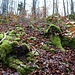 phosphorgrün leuchtende Mosse bedecken Steine und Wurzeln 